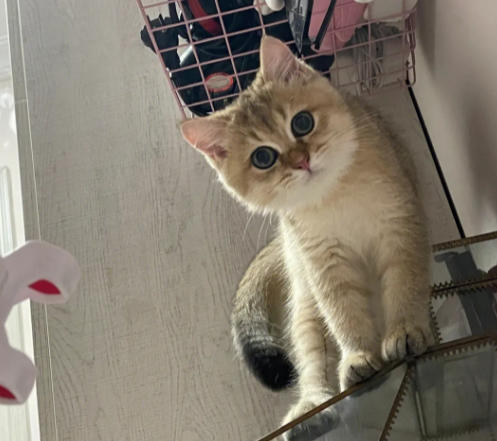 母猫把2个月的小猫全吃了