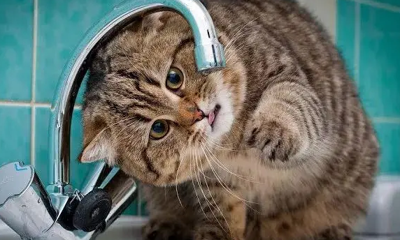 猫咪路边饥渴难耐,自己开水龙头喝水,引来路人围观不敢打扰! 猫咪路边饥渴难耐,自己开水龙头喝水,引来路人围观不敢打扰!