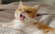 猫张嘴叫但没有声音是撒娇吗