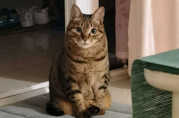 穷人适合养的猫 穷人适合养的猫