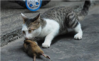猫只吃老鼠能活吗