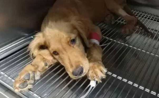 犬细小病毒治疗特效药