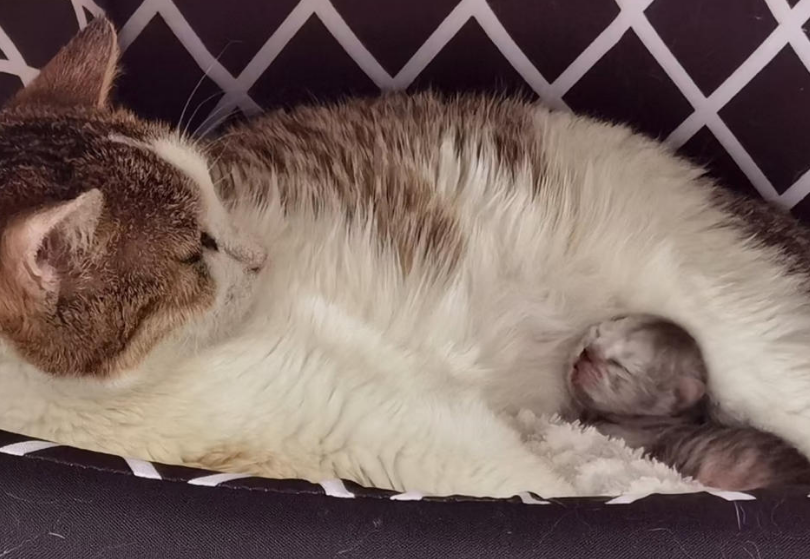 母猫怀孕几个月生产 母猫怀孕几个月生产