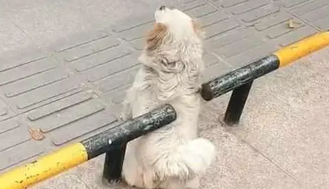 街边流浪狗被卡住，网友立即上前帮忙，看清后网友彻底无语