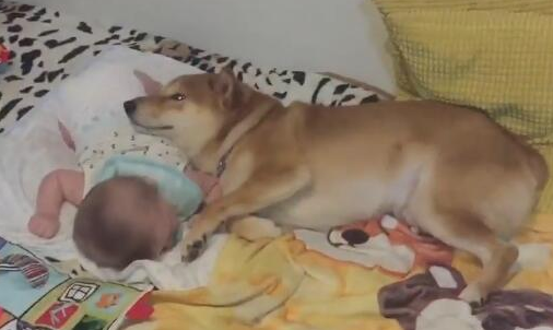 柴犬跳上婴儿床哄宝宝入睡,妈妈凑近一看感动得热泪盈眶 柴犬跳上婴儿床哄宝宝入睡,妈妈凑近一看感动得热泪盈眶