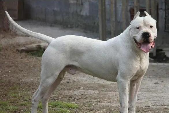 杜高犬会咬主人吗