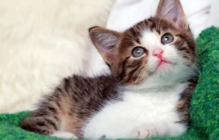 身上带缘分的人梦见猫 身上带缘分的人梦见猫