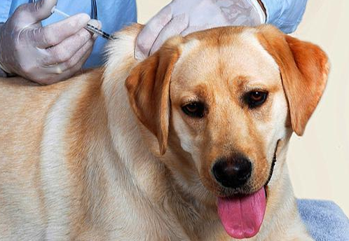犬副流感死亡几率大吗 犬副流感死亡几率大吗