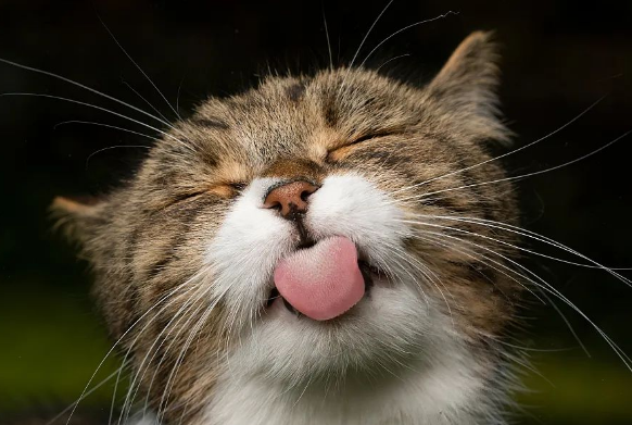 不会飞的鸟、不吃鱼的猫，它们为何独树一帜？