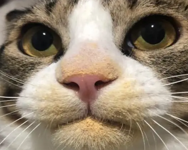 猫咪偷吃被抓包,还和主人装无辜,主人:你忘记擦嘴了! 猫咪偷吃被抓包,还和主人装无辜,主人:你忘记擦嘴了!