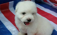 绣球犬能活多久