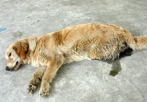 狗用什么药最快就死 狗用什么药最快就死