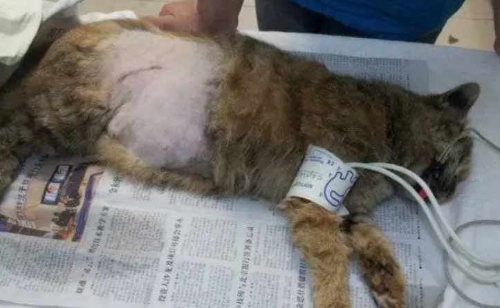 母猫不开刀怎么绝育