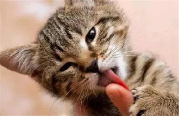 我把猫放到一楼大厅好吗