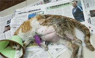 母猫怀孕有红色分泌物
