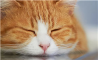 容易与猫传腹误诊的病