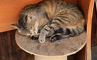 死尸为什么不能被猫碰