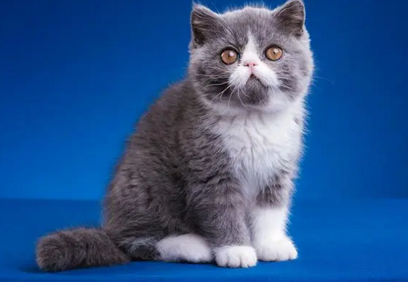 外来种短毛猫多少钱