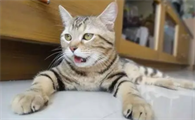 小猫像哮喘一样抽气