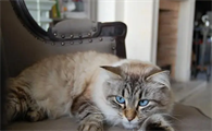 未出马弟子梦见猫