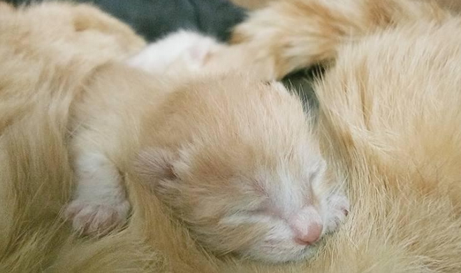 猫只生了一只正常吗 猫只生了一只正常吗