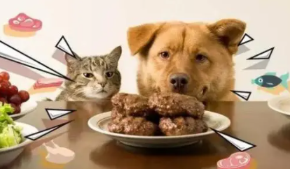 狗能吃猫粮食吗 狗能吃猫粮食吗