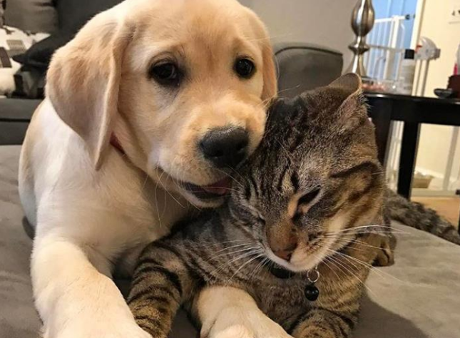 喜欢狗与喜欢猫心理学