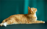 母猫是什么特征