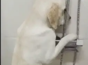 狗狗犯错被主人罚站，站的双腿发抖，不敢直视主人！