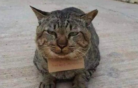 猫咪回来时脖子上挂了个牌子,原来是吃了霸王餐,让主人去付钱! 猫咪回来时脖子上挂了个牌子,原来是吃了霸王餐,让主人去付钱!