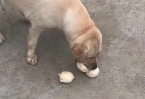 狗每次吃饭像饿死鬼