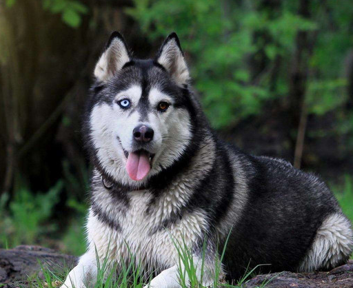 北方因纽特犬图片图片