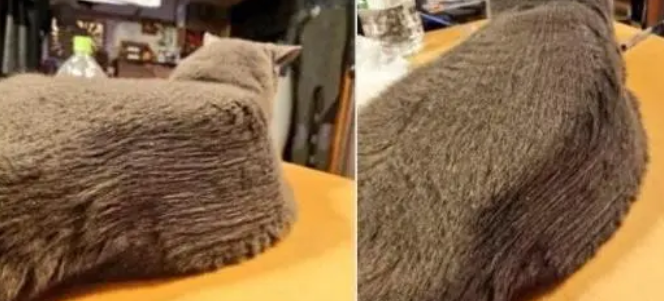 被直男梳理过的猫咪,神似狮身人面像 被直男梳理过的猫咪,神似狮身人面像