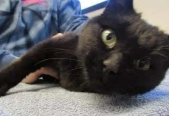 注定的缘分?小男孩痛失爱猫,后来收养的猫正好是同一天被救