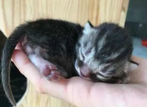 猫只生一只象征什么 猫只生一只象征什么