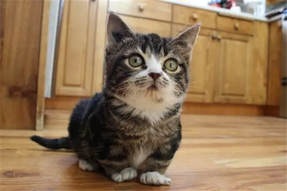 永远长不大的猫是什么品种