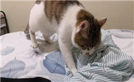 猫在枕头上踩来踩去
