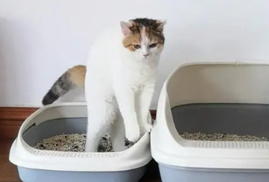 母猫怀孕后乱拉屎是什么原因