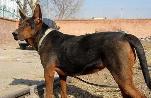 苏联红犬和莱州红犬有什么区别