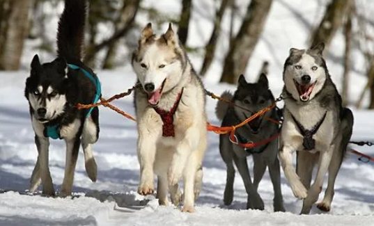 雪橇犬在南极还是北极 雪橇犬在南极还是北极