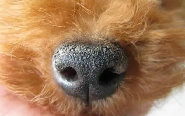 两个月小狗鼻子发干是咋回事