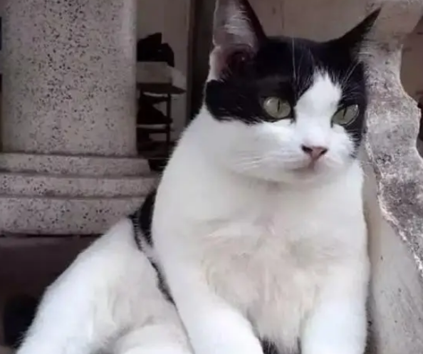 两年前捡回一只小流浪猫,如今成了大胖猫,主人:岁月是把猪饲料 两年前捡回一只小流浪猫,如今成了大胖猫,主人:岁月是把猪饲料