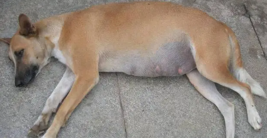 母狗怀孕多久能生产