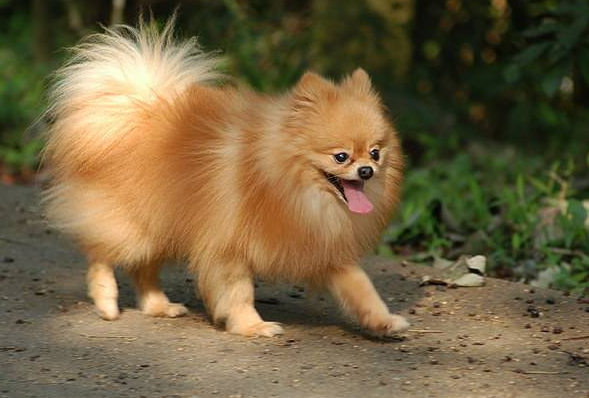 博美松鼠犬图片