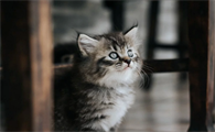 猫疫苗多少钱