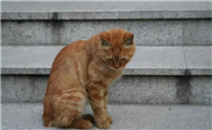 为什么有很多断尾的猫