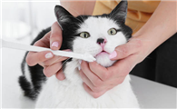 为什么不建议给猫刷牙