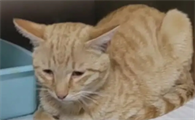 为什么会得猫瘟