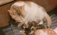 生完小猫的母猫吃什么好