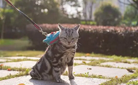 猫怎么寄到别的城市